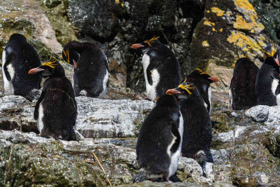 Pingüino Macaroni - islas Georgias del Sur 20.jpg
